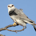 White-tailed Kite, Don Edwards San Francisco Bay National Wildlife Refuge, CA, 11/2010