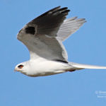 White-tailed Kite, Pacific Common Linear Park, Fremont, California, 1/2011