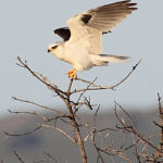 White-tailed Kite, Don Edwards San Francisco Bay National Wildlife Refuge, California, 3/2010