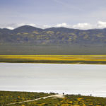 Soda Lake Wildflowers, Carrizo Plain National Monument, California, 4/2017