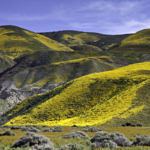 Wildflowers, Carrizo Plain National Monument, California, 4/2017