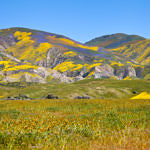 Wildflowers, Carrizo Plain National Monument, California, 4/2017