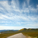 Wildflowers, Carrizo Plain National Monument, California, 4/2017
