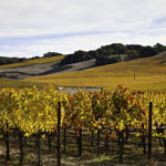 Napa Valley Fall Color, Silverado Trail, Napa, California, 11/2015