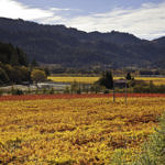Napa Valley Fall Color, Silverado Trail, Napa, California, 11/2015