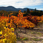 Napa Valley Fall Color, Silverado Trail, Napa, California, 11/2015