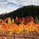 Napa Valley Fall Color, Silverado Trail, Napa, California, 11/2015