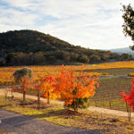 Napa Valley Fall Color, Silverado Trail, Napa, California, 11/2015