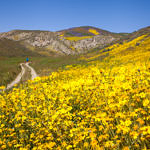Wildflowers, Carrizo Plain National Monument, California, 4/2017