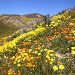 Wildflowers, Carrizo Plain National Monument, California, 4/2017